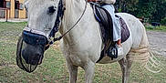 Liwen participe au concours pour gagner de l'argent avec cette photo : animal, calm, child, daylight, equestrian, equine, footwear, glasses, grass, helmet, hoof, horse, nature, outdoor, person, recreation, riding, saddle, stable, trees