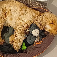Tommy participe au concours pour gagner de l'argent avec cette photo : dog, sleeping, bed, stuffed_toy, toy, curled_up, indoor, pet_bed, cozy, relaxed, golden, fur, canine, resting, curly_fur, floor, quiet, domestic, companion, cute