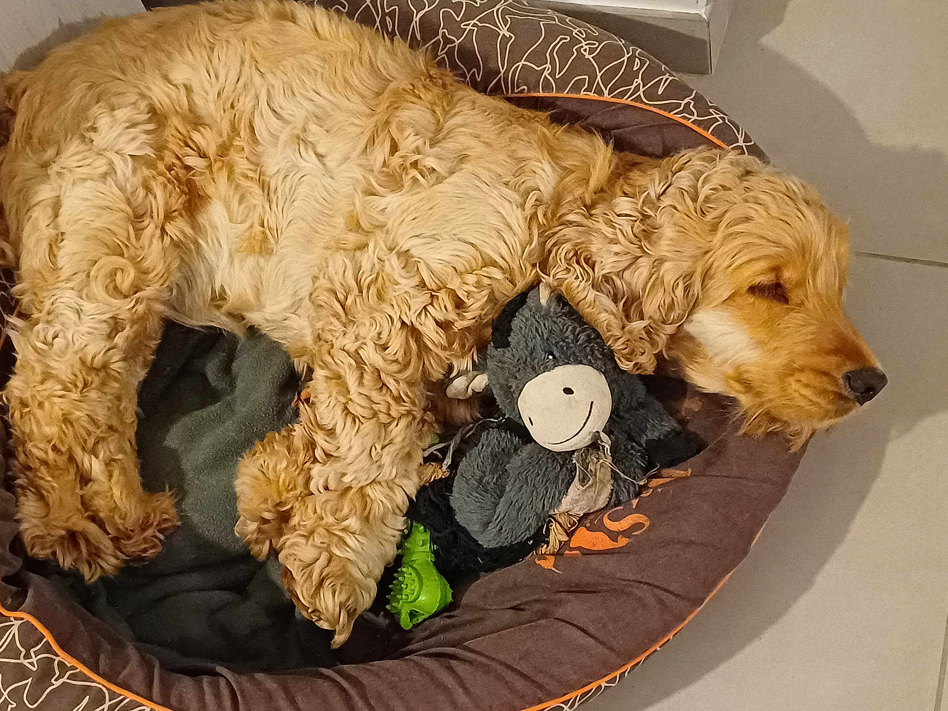 Tommy participe au concours pour gagner de l'argent avec cette photo : dog, sleeping, bed, stuffed_toy, toy, curled_up, indoor, pet_bed, cozy, relaxed, golden, fur, canine, resting, curly_fur, floor, quiet, domestic, companion, cute