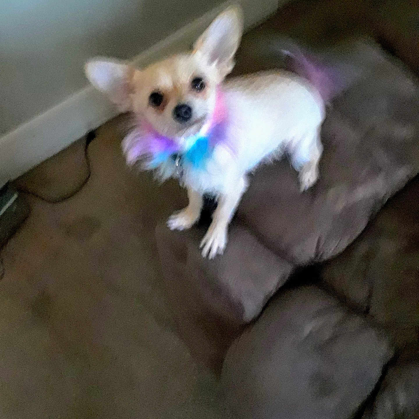 Nayla