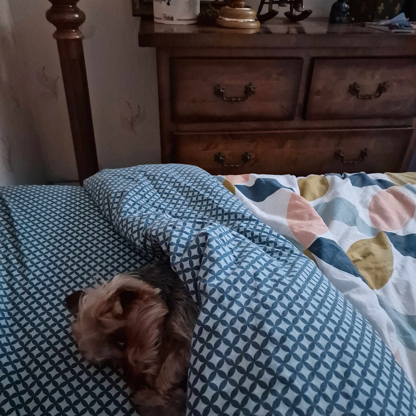 Mayllie a rejoint le concours — aidez-le/la à gagner de superbes lots ! animal, bed, blanket, cozy, curtain, dog, doll, furniture, home_decor, indoor, patterned_textile, pet, pillow, quiet, relaxation, resting, sleepy, soft_lighting, vintage, wooden_dresser