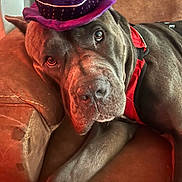 Oden joined the competition — help win amazing prizes! accessory, brown_fur, close_up, couch, dog, droopy_face, eyes, floppy_ear, hat, indoor, large_dog, mastiff_like, muzzle, nose, pet, purple_hat, red_harness, relaxed, sleepy, whiskers