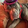 accessory, brown_fur, close_up, couch, dog, droopy_face, eyes, floppy_ear, hat, indoor, large_dog, mastiff_like, muzzle, nose, pet, purple_hat, red_harness, relaxed, sleepy, whiskers