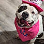 Panda joined the competition — help win amazing prizes! dog, birthday, hat, bandana, pink, happy, tongue, pet, indoor, floor, celebration, canine, cute, spot, white, black, animal, smiling, portrait, friendly
