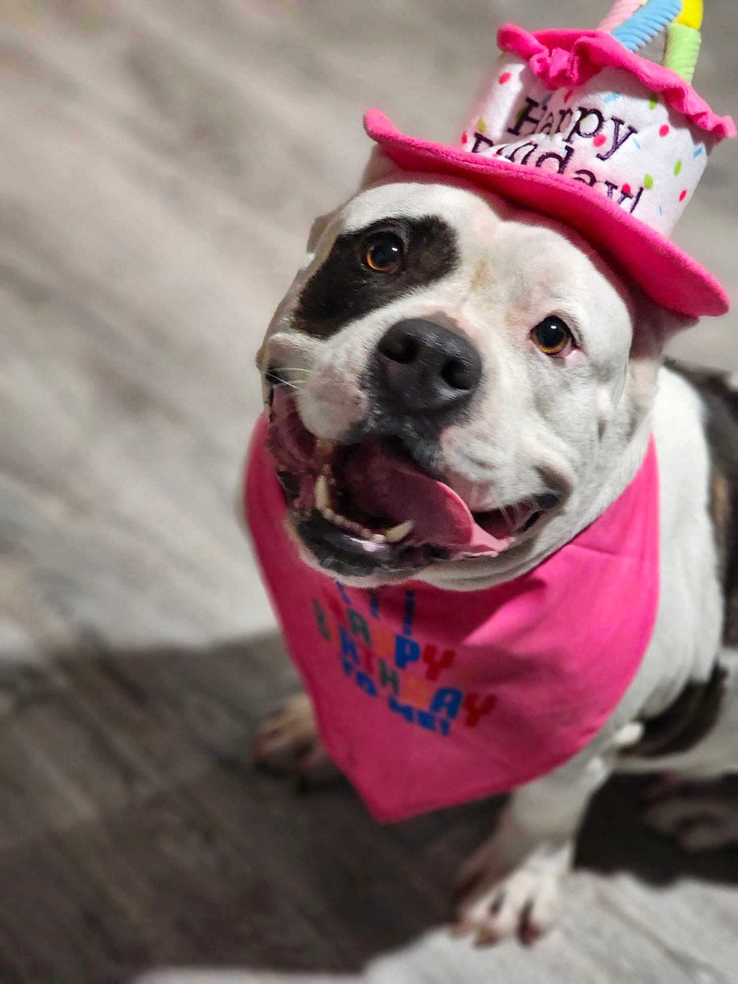 Panda joined the competition — help win amazing prizes! dog, birthday, hat, bandana, pink, happy, tongue, pet, indoor, floor, celebration, canine, cute, spot, white, black, animal, smiling, portrait, friendly