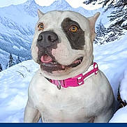 Panda is registered to the contest to win money with this photo: dog, white_dog, black_patch, pink_collar, snow, mountains, outdoor, winter, nature, canine, animal, pet, forest, pine_trees, landscape, cold, happy, tongue_out, close_up, daylight