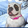 dog, white_dog, black_patch, pink_collar, snow, mountains, outdoor, winter, nature, canine, animal, pet, forest, pine_trees, landscape, cold, happy, tongue_out, close_up, daylight