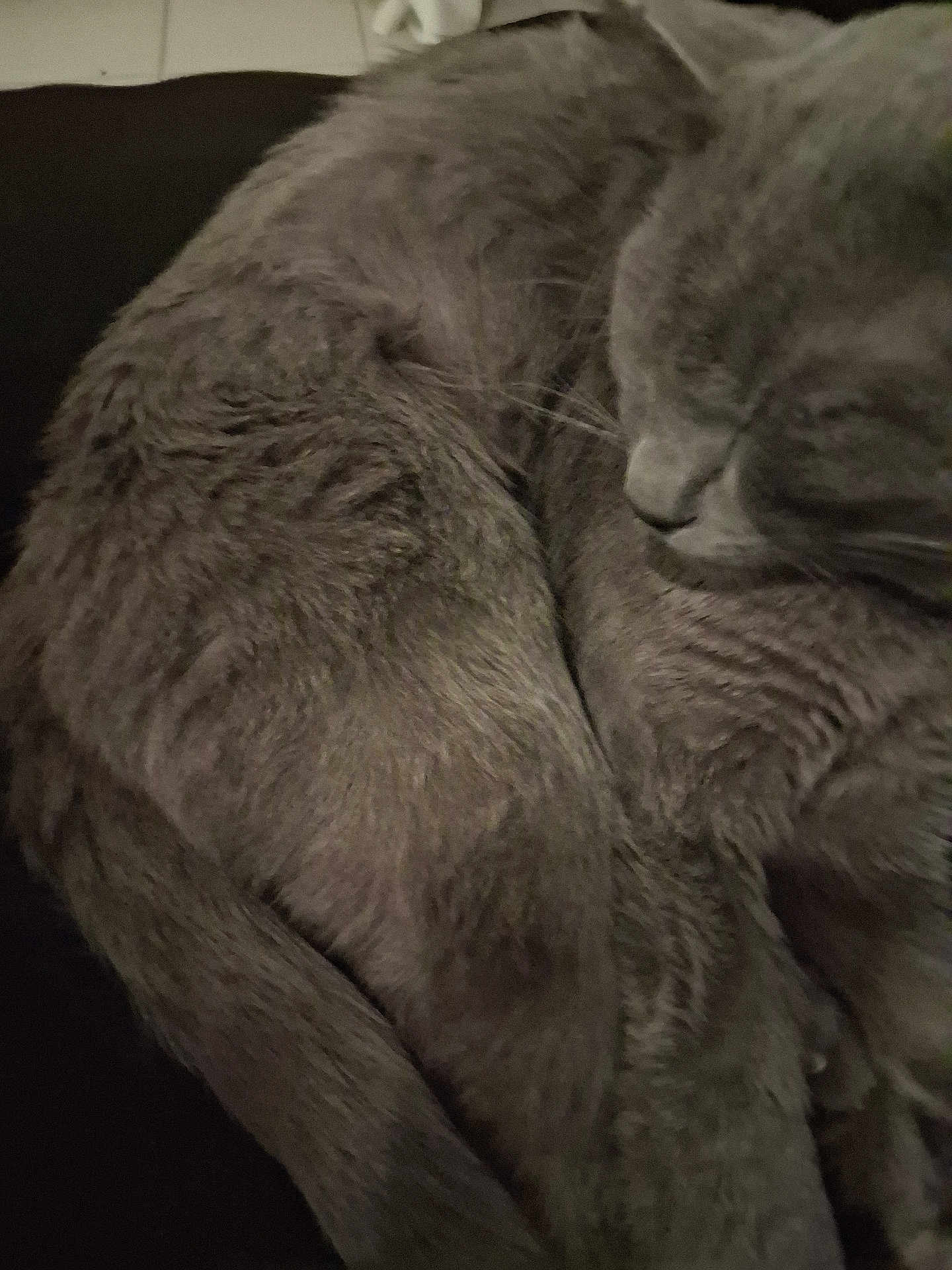 Grizou participe au concours pour gagner de l'argent avec cette photo : cat, gray_cat, sleeping, fur, tail, closeup, pet, animal, cozy, resting, indoor, whiskers, quiet, curled_up, cute, peaceful, feline, soft, relaxed, nap