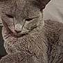 cat, gray_cat, feline, pet, close_up, fur, whiskers, sleepy, relaxed, animal, indoor, cute, mammal, portrait, face, ears, nose, paw, resting, furry