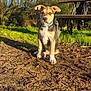 Skyler a rejoint le concours — aidez-le/la à gagner de superbes lots ! puppy, dog, sitting, park, bench, grass, trees, sunlight, outdoor, nature, collar, path, brown, black, white, cute, young, animal, pet, daytime