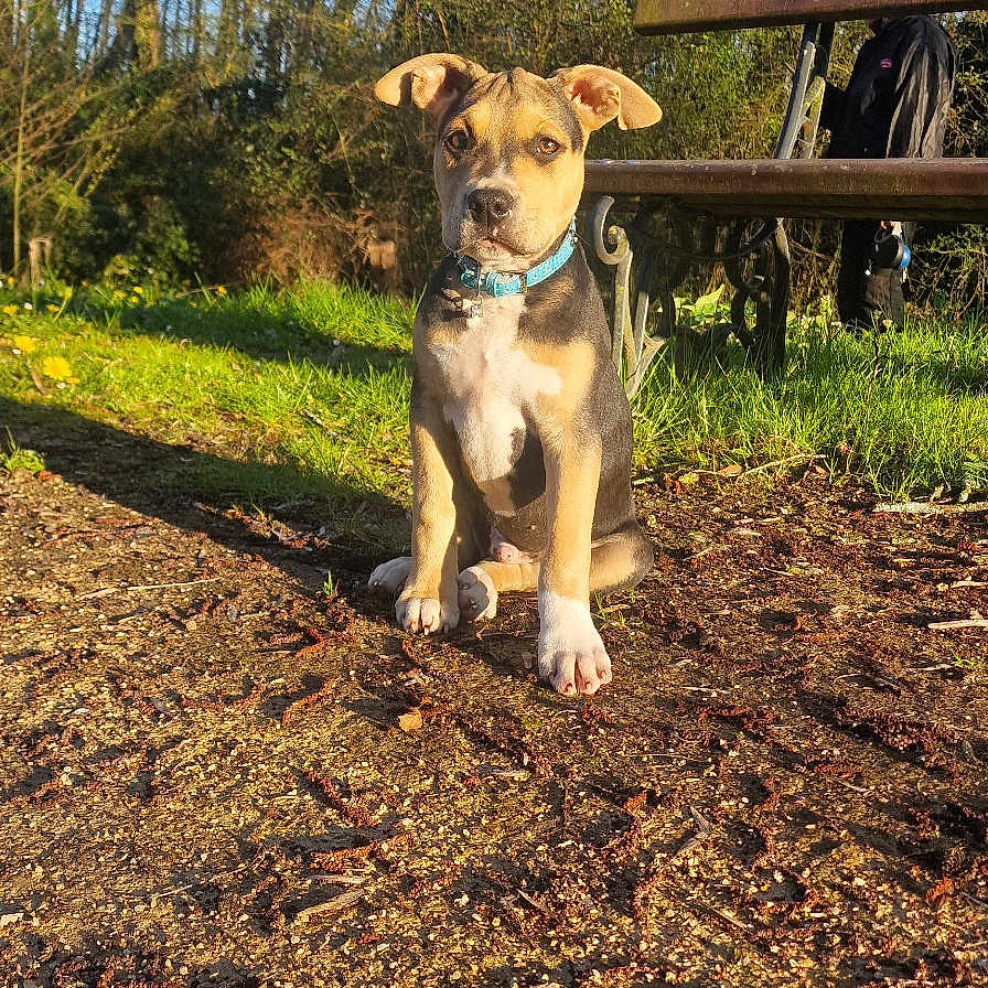 Skyler a rejoint le concours — aidez-le/la à gagner de superbes lots ! animal, bench, black, brown, collar, cute, daytime, dog, grass, nature, outdoor, park, path, pet, puppy, sitting, sunlight, trees, white, young