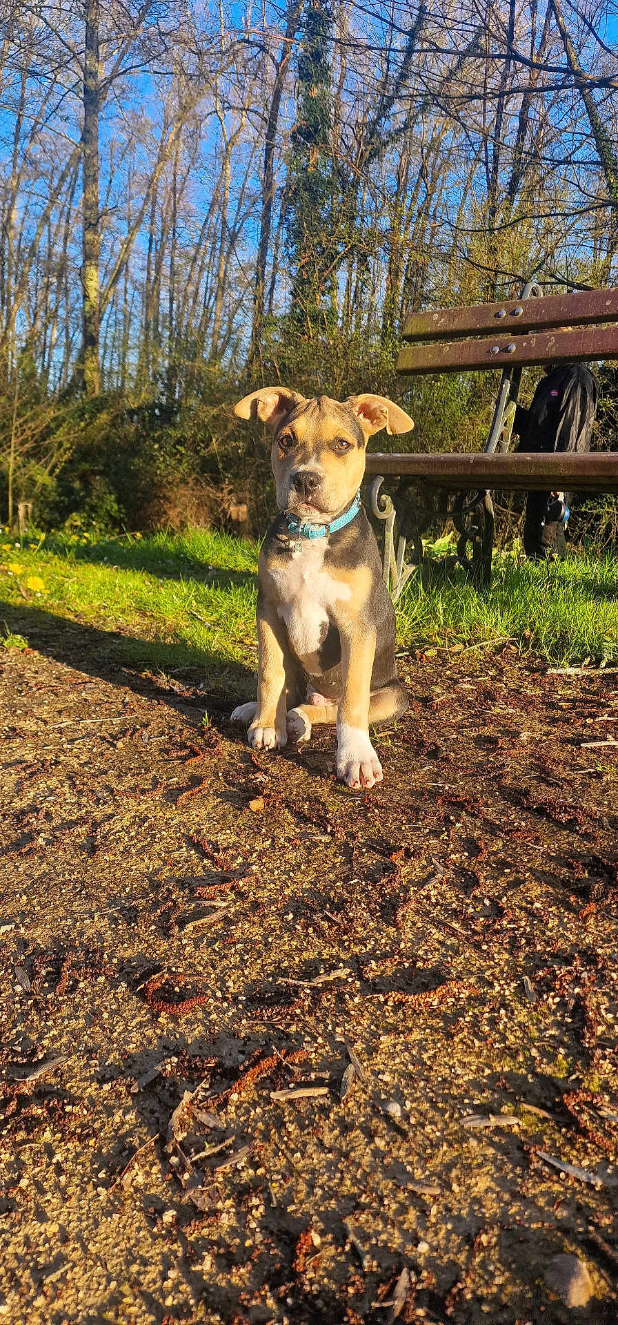 Skyler a rejoint le concours — aidez-le/la à gagner de superbes lots ! puppy, dog, sitting, park, bench, grass, trees, sunlight, outdoor, nature, collar, path, brown, black, white, cute, young, animal, pet, daytime