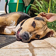 Skyler a rejoint le concours — aidez-le/la à gagner de superbes lots ! dog, canine, pet, laying_down, sunlight, ear_flopped, outdoor, grass, watering_can, tile_floor, relaxed, close_up, brown_fur, black_fur, snout, animal, playful, daylight, nature, domestic_animal