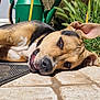 dog, canine, pet, laying_down, sunlight, ear_flopped, outdoor, grass, watering_can, tile_floor, relaxed, close_up, brown_fur, black_fur, snout, animal, playful, daylight, nature, domestic_animal