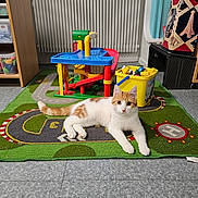 Wesco participe au concours pour gagner de l'argent avec cette photo : animal, architecture, box, building, canine, cat, dog, furniture, homedecor, indoors, interiordesign, kitten, livingroom, mat, person, pet, playarea, room, rug, toy