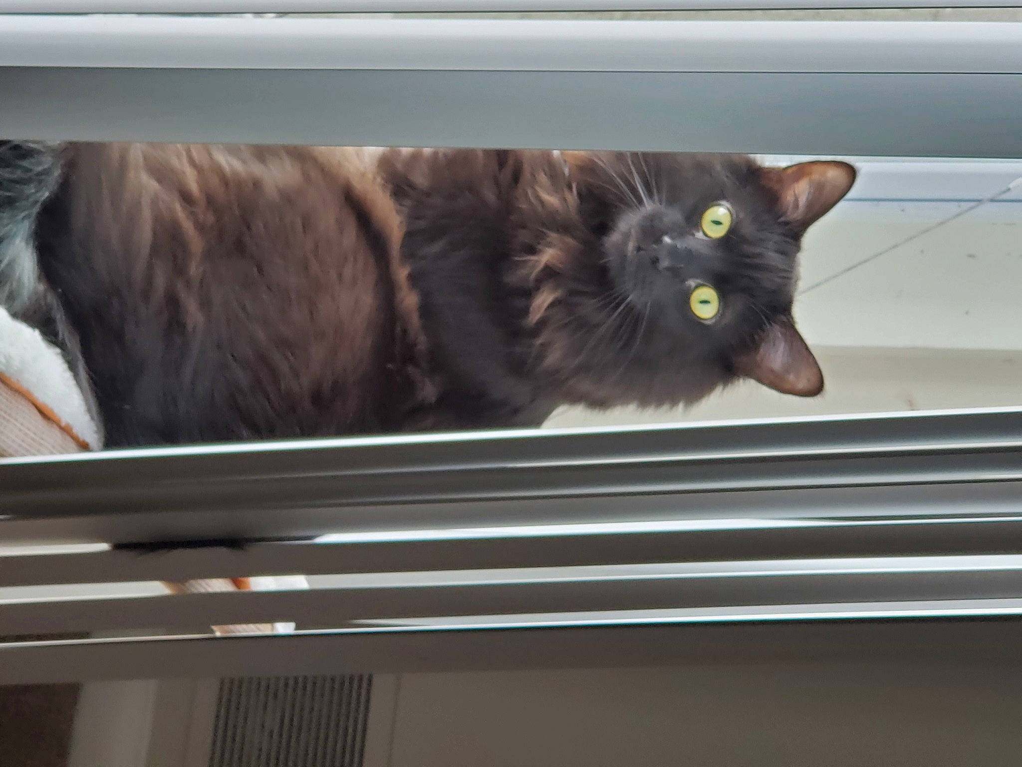 Drax joined the competition — help win amazing prizes! black_cat, british_semi_longhair, carnivore, cat, domestic_short_haired_cat, felidae, fur, nebelung, norwegian_forest_cat, polydactyl_cat, small_to_medium_sized_cats, whiskers, window