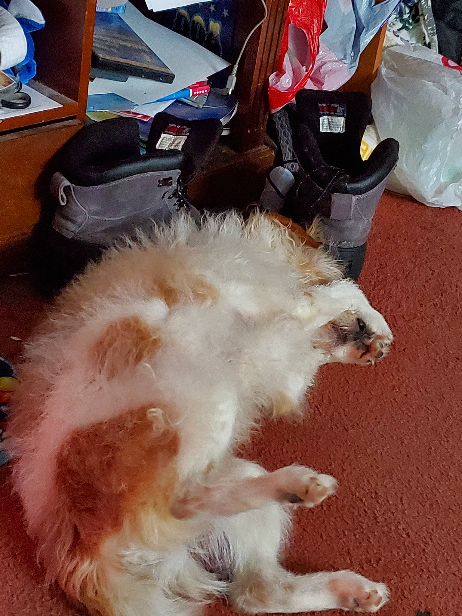 Elvis joined the competition — help win amazing prizes! canidae, carnivore, cat, felidae, fur, tail