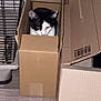 cat, cardboard_box, boxes, hardwood_floor, indoor, pet, black_and_white, feline, eyes, ears, whiskers, sitting, curious, packaging, barcode, cage, floorboard, vertical_photo, cardboard, home_interior
