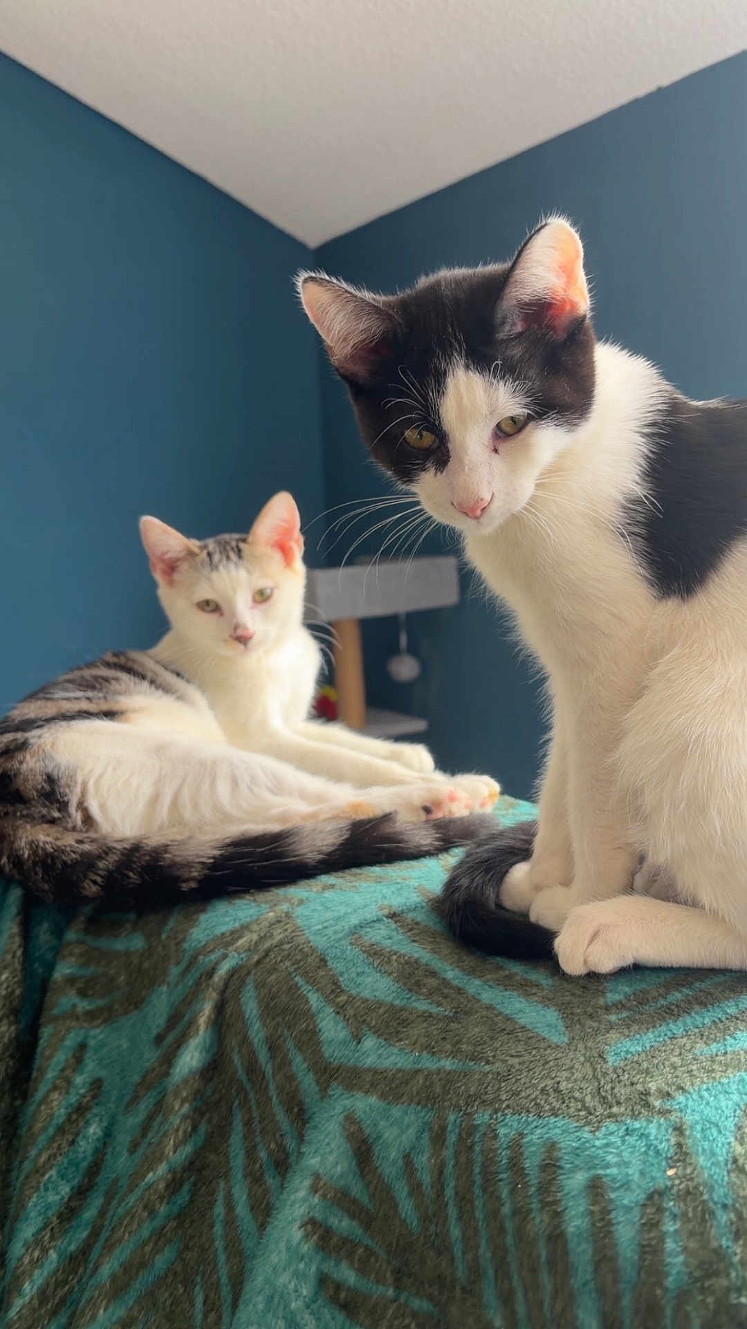 Filou Et Ninja a rejoint le concours — aidez-le/la à gagner de superbes lots ! cat, kitten, feline, black_and_white_cat, tabby, two_cats, pet, indoor, blanket, teal_blanket, blue_wall, cat_tree, whiskers, paws, ears, sitting, relaxed, portrait, curious, cozy