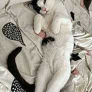 Filou Et Ninja a rejoint le concours — aidez-le/la à gagner de superbes lots ! cat, black_and_white_cat, kitten, bedding, duvet, blanket, bed, pattern, polka_dot, paws, belly, tail, fur, whiskers, relaxed, lying_on_back, cozy, indoor, pet, sleepy