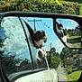 Indie is registered to the contest to win money with this photo: dog, car, side_mirror, reflection, window, outdoor, sky, clouds, trees, road, neighborhood, pet, happy, canine, travel, sunny_day, vehicle, nature, paws, joy