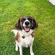 Indie joined the competition — help win amazing prizes! dog, canine, pet, grass, outdoor, smiling, happy, animal, fur, collar, tag, sitting, nature, playful, friendly, ears, tongue, tail, yard, fence