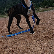 Toby is registered to the contest to win money with this photo: dog, brindle, blue_collar, blue_leash, sand, outdoor, nature, trees, forest, cloudy_sky, curious, alert, animal, pet, landscape, adventure, playful, colorful_towel, leash, canine