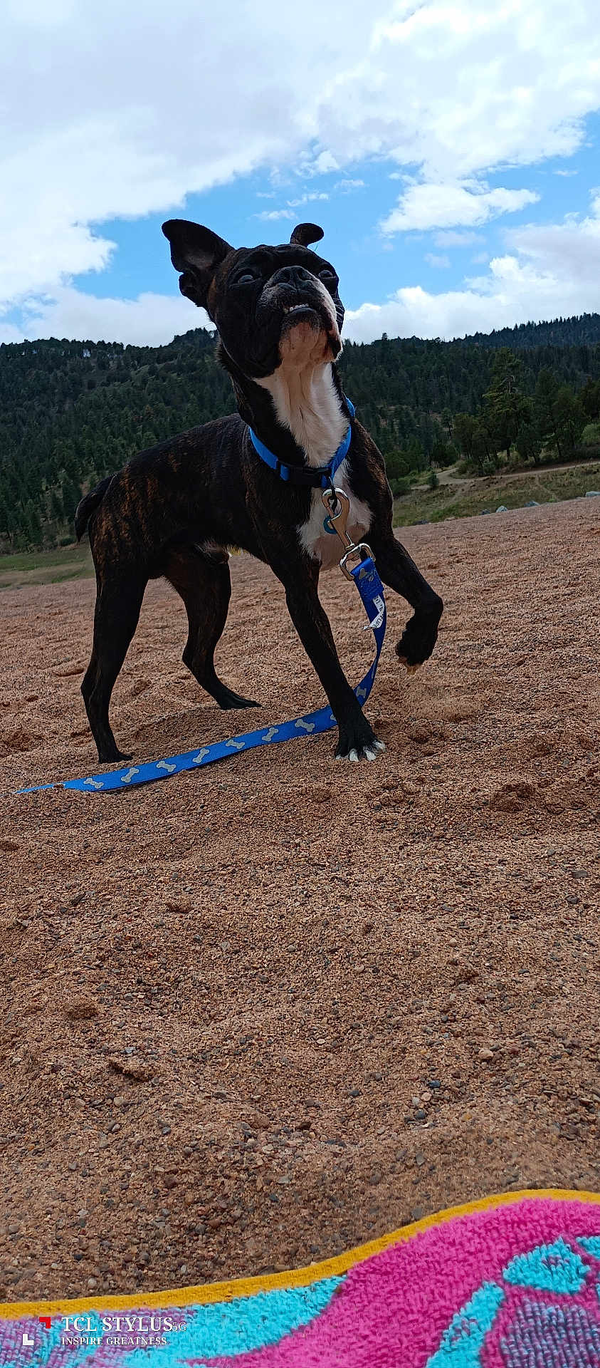 Toby