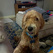 Finn joined the competition — help win amazing prizes! basket, blanket, canine, carpet, collar, couch, cozy, dog, electronics, friendly, furniture, golden_doodle, home, indoor, living_room, paw, pet, remote_control, shoe, tag