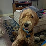 basket, blanket, canine, carpet, collar, couch, cozy, dog, electronics, friendly, furniture, golden_doodle, home, indoor, living_room, paw, pet, remote_control, shoe, tag