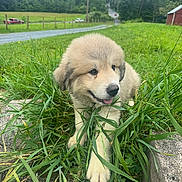 Fluffy joined the competition — help win amazing prizes! puppy, dog, grass, outdoor, nature, countryside, greenery, road, tree, field, pet, canine, animal, fur, cute, young, smiling, tongue_out, rural, landscape