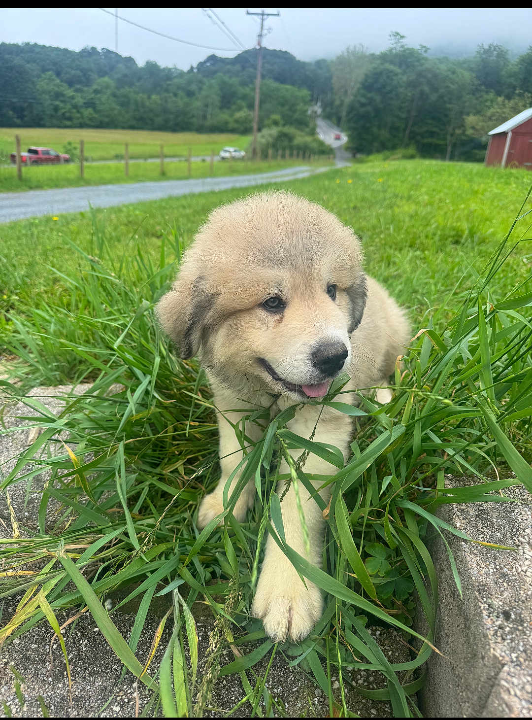 Fluffy joined the competition — help win amazing prizes! puppy, dog, grass, outdoor, nature, countryside, greenery, road, tree, field, pet, canine, animal, fur, cute, young, smiling, tongue_out, rural, landscape