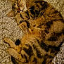 Tigrou a rejoint le concours — aidez-le/la à gagner de superbes lots ! animal, carpet, cat, close_up, cozy, curled_up, cute, domestic, feline, fur, indoor, mammal, paw, pet, relaxation, resting, sleeping, tabby, texture, whiskers