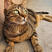 Tigrou participe au concours pour gagner de l'argent avec cette photo : alert, animal, beige_wall, cat, close_up, concrete_floor, domestic_animal, feline, fur, green_eyes, laying_down, mammal, outdoor, paw, pet, relaxed, side_view, tabby_cat, texture, whiskers
