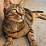 alert, animal, beige_wall, cat, close_up, concrete_floor, domestic_animal, feline, fur, green_eyes, laying_down, mammal, outdoor, paw, pet, relaxed, side_view, tabby_cat, texture, whiskers