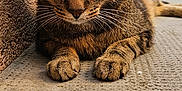 Tigrou a rejoint le concours — aidez-le/la à gagner de superbes lots ! animal, blurred_background, cat, close_up, curious, daylight, flower_pot, fur, green_eyes, lying_down, outdoor, paws, pet, plant, portrait, resting, tabby_cat, texture, wall, whiskers