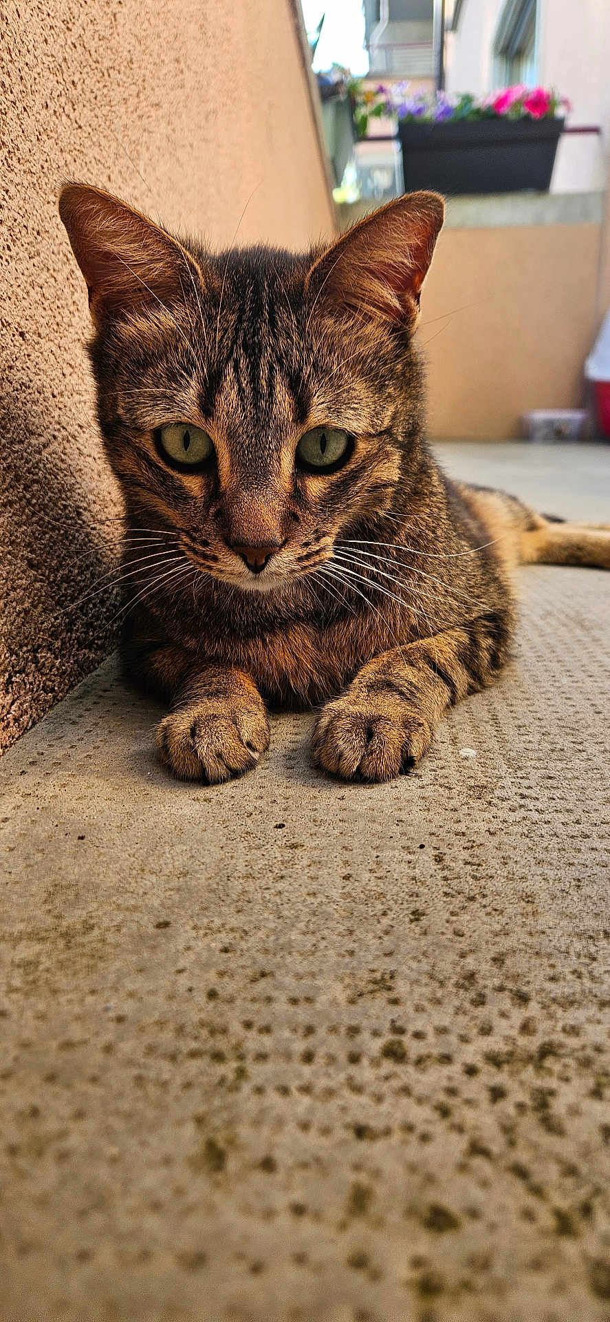 Tigrou