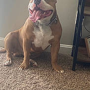 Boss is registered to the contest to win money with this photo: dog, pitbull, pet, tongue, chain_collar, brown_white_coat, carpet, indoor, wall, sitting, paw, happy, panting, close_up, muzzle, teeth, shelf, furniture, baseboard, portrait