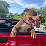 Boss is registered to the contest to win money with this photo: dog, tongue_out, pickup_truck, red_truck, paws, blue_collar, panting, outdoors, blue_sky, trees, suburban, house, stop_sign, vehicle, window_reflection, happy, pet, mammal, summer, frontier
