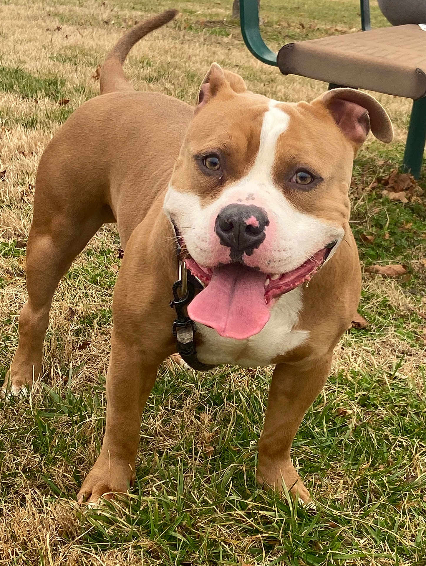 Boss joined the competition — help win amazing prizes! dog, pitbull, canine, pet, tongue_out, smiling, brown_coat, white_markings, snout, collar, grass, yard, outdoor, lawn_chair, standing, happy, close_up, ears, eyes, playful