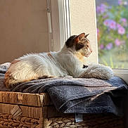 Izzy participe au concours pour gagner de l'argent avec cette photo : cat, window, blanket, basket, indoor, sunlight, flower, furniture, pet, relaxed, cozy, resting, domestic, side_view, animal, soft_texture, natural_light, purple_flower, looking_out, quiet