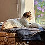 animal, basket, blanket, cat, cozy, domestic, flower, furniture, indoor, looking_out, natural_light, pet, purple_flower, quiet, relaxed, resting, side_view, soft_texture, sunlight, window