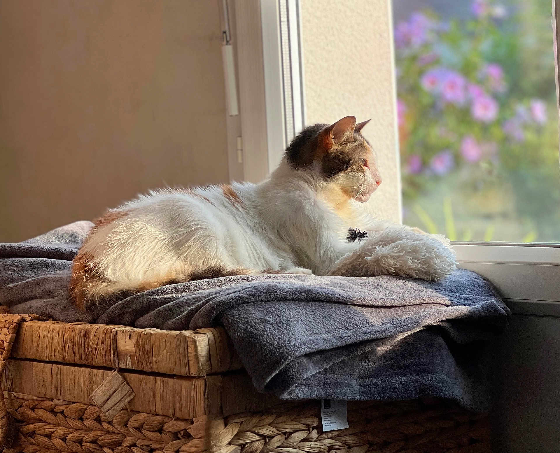Izzy participe au concours pour gagner de l'argent avec cette photo : cat, window, blanket, basket, indoor, sunlight, flower, furniture, pet, relaxed, cozy, resting, domestic, side_view, animal, soft_texture, natural_light, purple_flower, looking_out, quiet