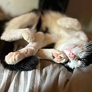Bianca a rejoint le concours — aidez-le/la à gagner de superbes lots ! cat, black_and_white, paw, pink_pads, whiskers, bed, bedding, striped, sleepy, relaxed, feline, pet, animal, closeup, soft_focus, indoor, cozy, resting, cute, domestic_cat