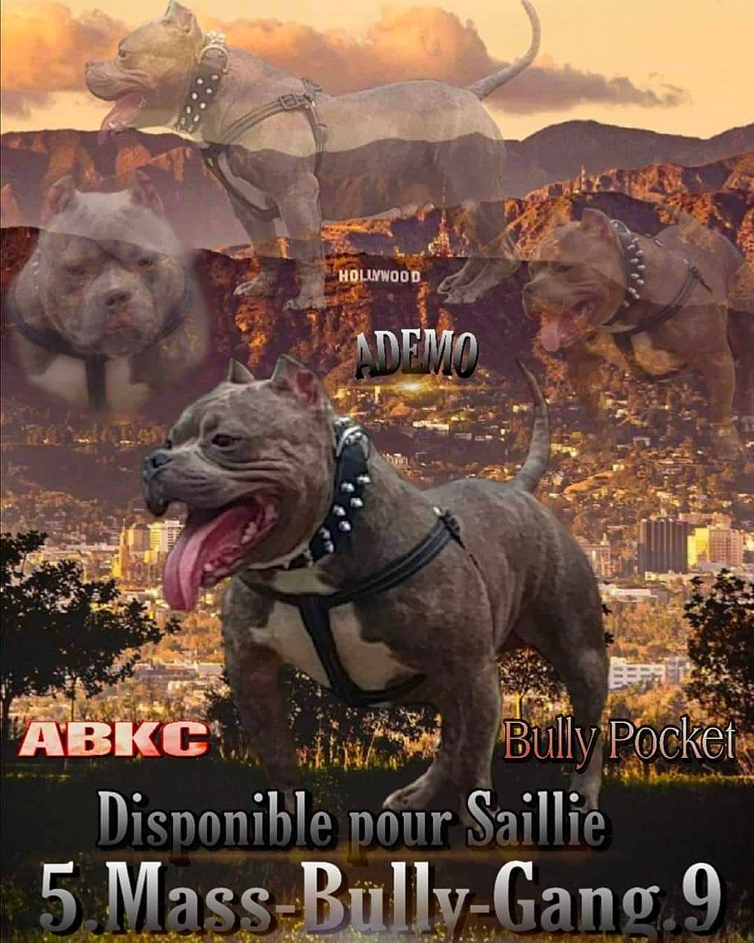 Montana American Bully Abkc a rejoint le concours — aidez-le/la à gagner de superbes lots ! alano_espanol, alaunt, american_pit_bull_terrier, american_staffordshire_terrier, ancient_dog_breeds, bulldog, bully_kutta, canidae, carnivore, cordoba_fighting_dog, dog, dog_breed, extinction, font, hunting_dog, movie, non_sporting_group, photo_caption, pit_bull, poster