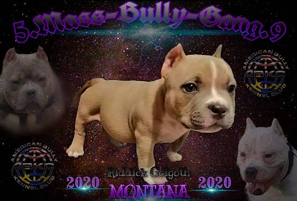 Montana American Bully Abkc