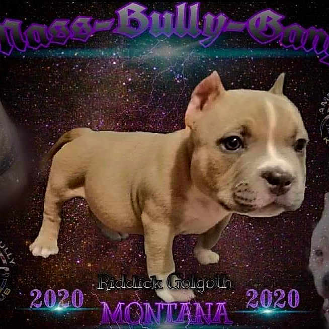 Montana American Bully Abkc