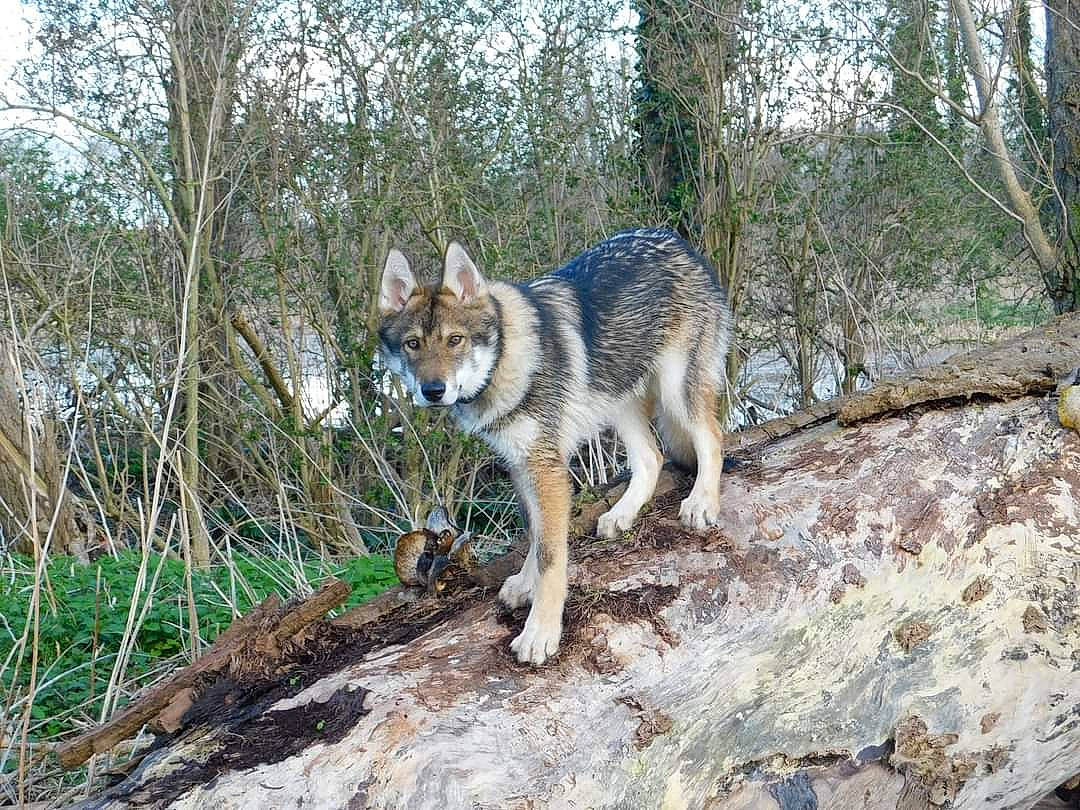 Alpha a rejoint le concours — aidez-le/la à gagner de superbes lots ! canidae, canis, carnivore, dog_breed, domestic_short_haired_cat, forest, fox, fur, grey_fox, natural_landscape, plant, sporting_group, tail, terrestrial_animal, tree, whiskers, wildlife, wolf, wood, woodland