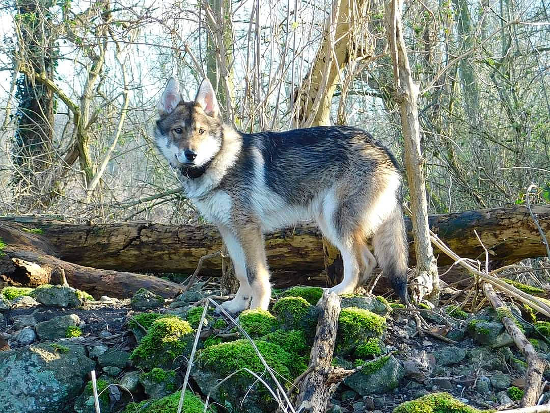 Alpha participe au concours pour gagner de l'argent avec cette photo : canidae, canis, canis_lupus_tundrarum, carnivore, dog, dog_breed, forest, fur, grass, natural_landscape, plant, sporting_group, tail, terrestrial_animal, tree, twig, winter, wolf, wood, woodland