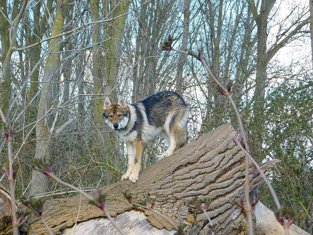 Alpha a rejoint le concours — aidez-le/la à gagner de superbes lots ! art, carnivore, companion_dog, dog, dog_breed, fawn, felidae, grass, herding_dog, plant, sky, sled_dog, sporting_group, tail, terrestrial_animal, tree, trunk, twig, wildlife, wood